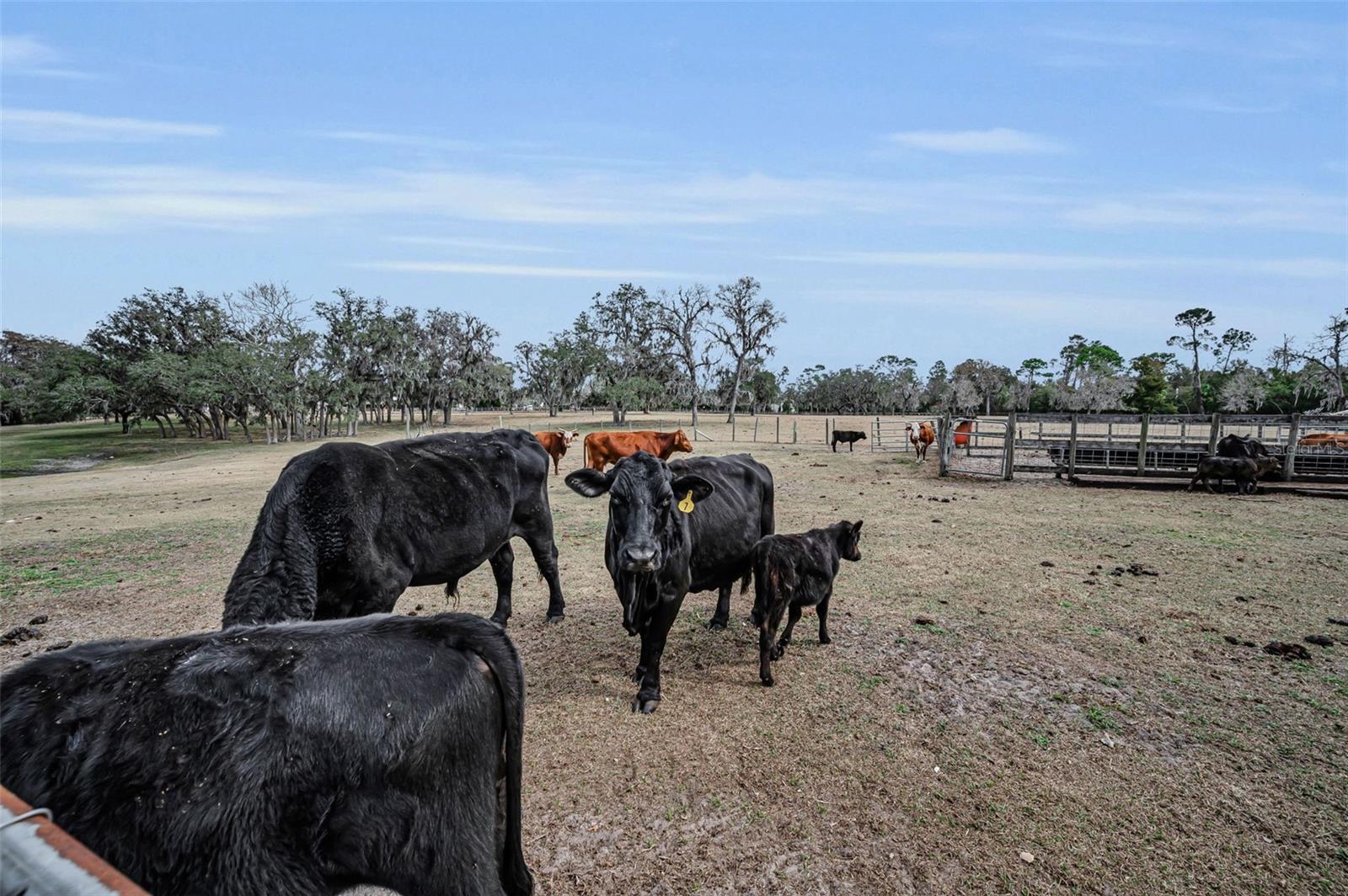 Listing photo id 84 for 7230 Old Homestead Road