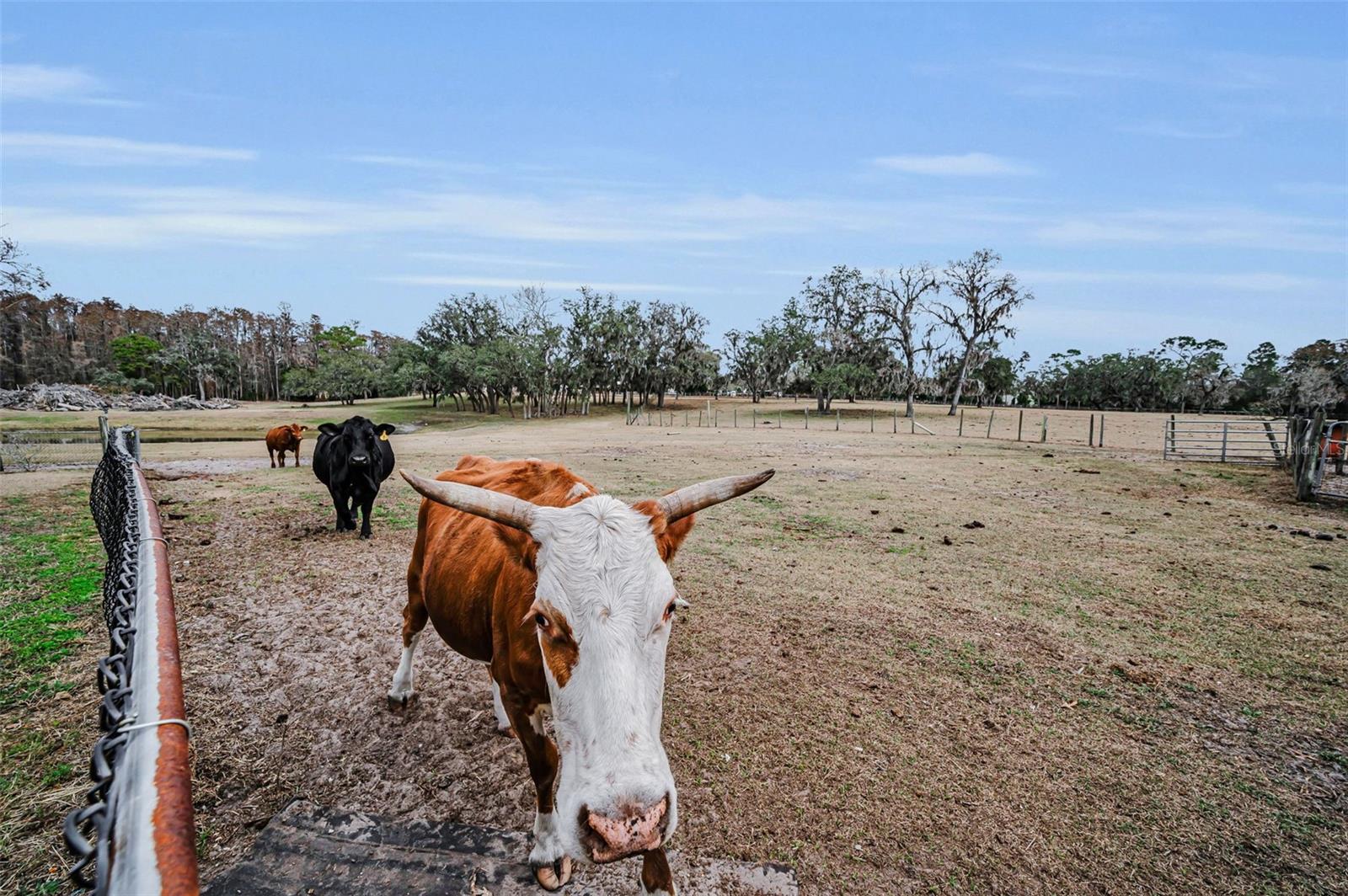Listing photo id 85 for 7230 Old Homestead Road