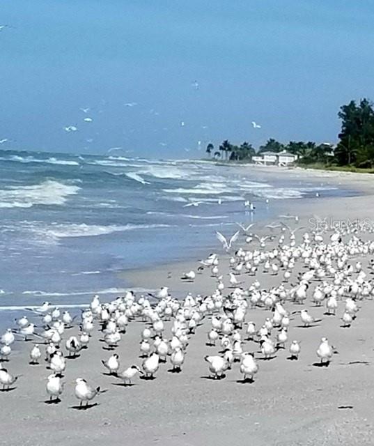 Image 12 of 16 For 600 Jungle Queen Way