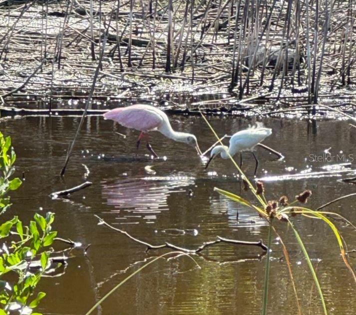 Image 82 of 88 For 6499 99th Way N 18b