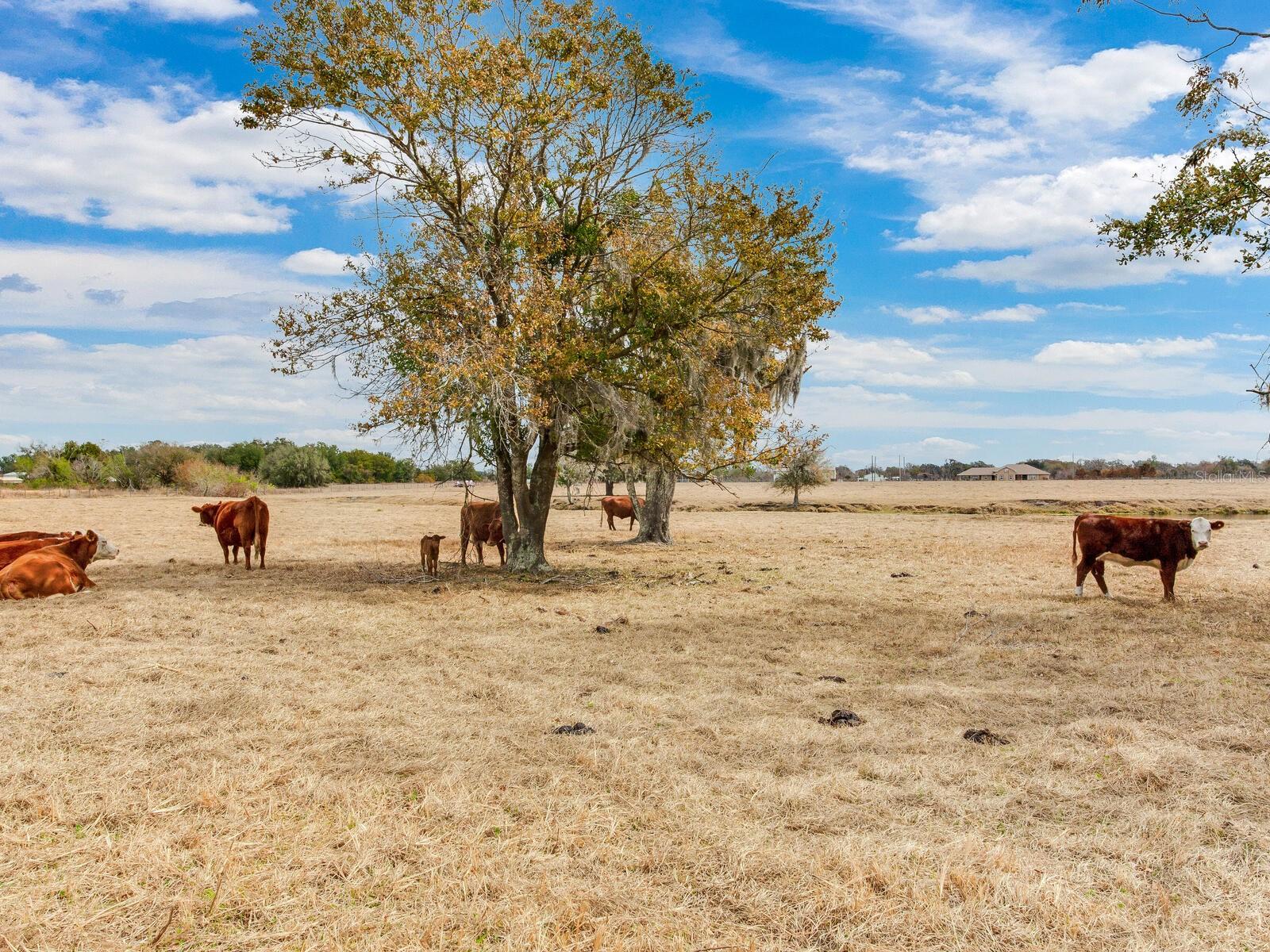 Image 63 of 71 For 15721 Colding Loop