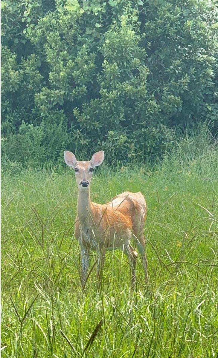 Image 10 of 52 For 1951 Tarragon Lane