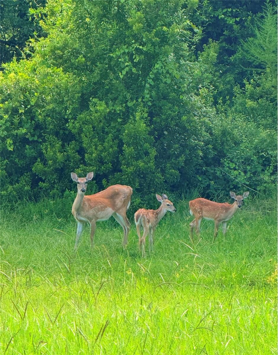 Image 11 of 52 For 1951 Tarragon Lane