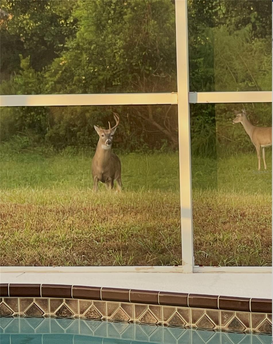 Image 52 of 52 For 1951 Tarragon Lane