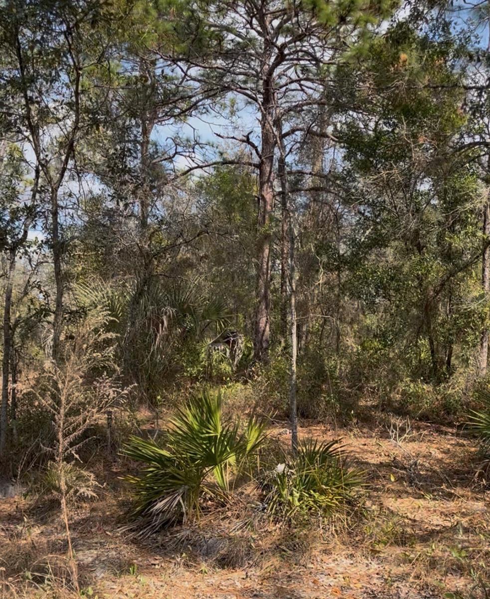 Image 3 of 6 For 12270 Peaceful Avenue