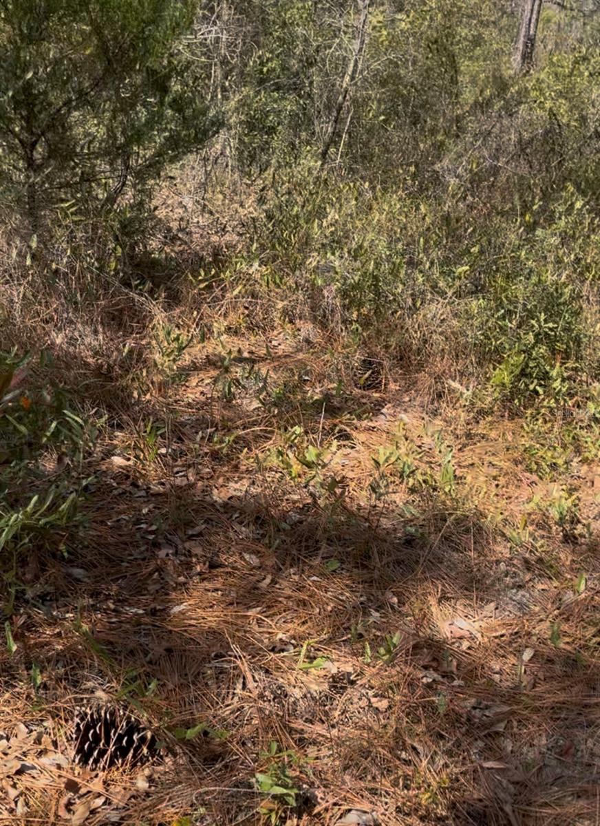 Image 4 of 6 For 12270 Peaceful Avenue