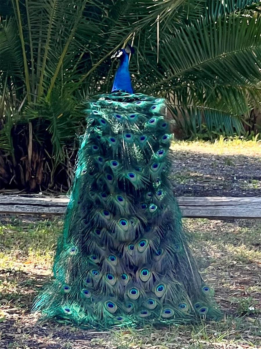 Listing photo id 63 for 1437 Country Club Rd N Road N Country Cl