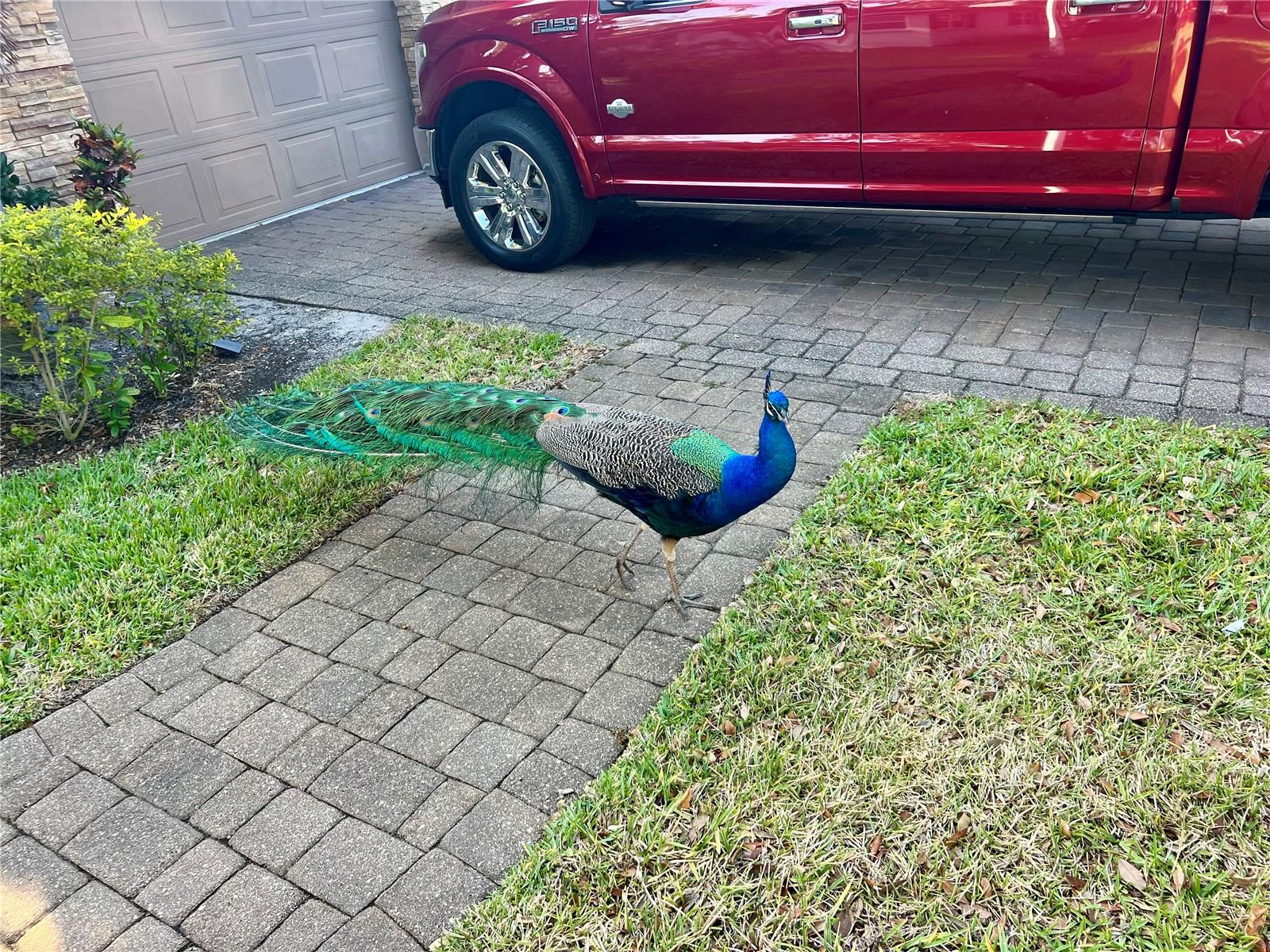 Listing photo id 76 for 1437 Country Club Rd N Road N Country Cl