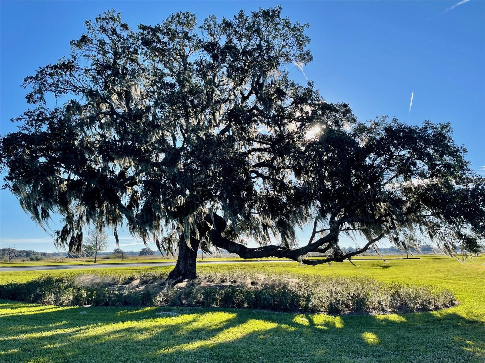 Image 51 of 54 For 31398 Mango Fade Way