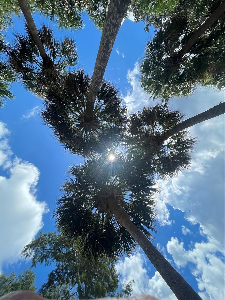 Listing photo id 35 for 606 Mayo Street