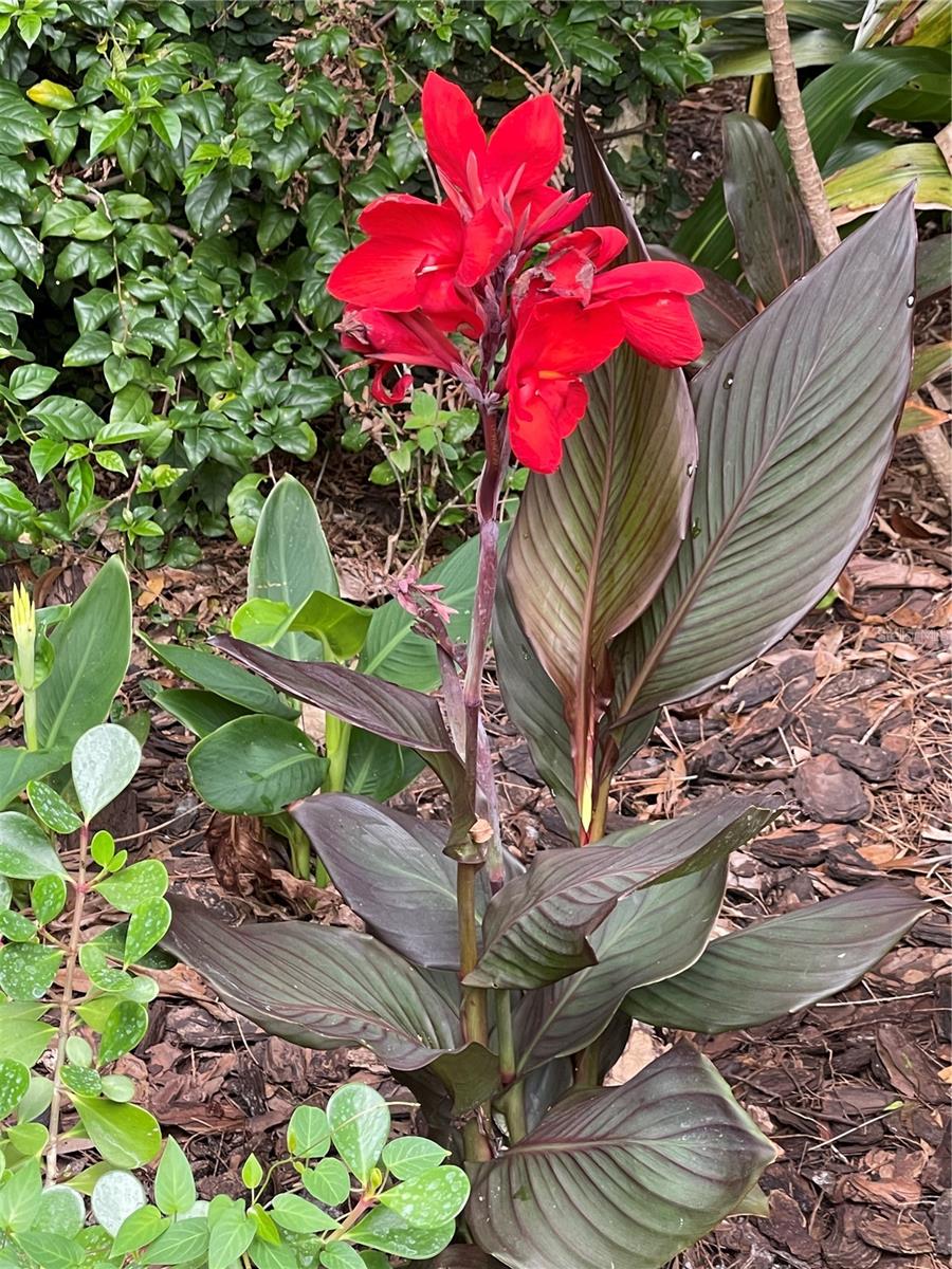 Image 49 of 54 For 13812 Mill Cove Circle 13812