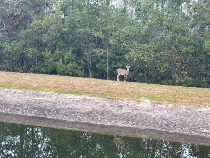 Image 32 of 35 For 3347 Diamond Falls Circle