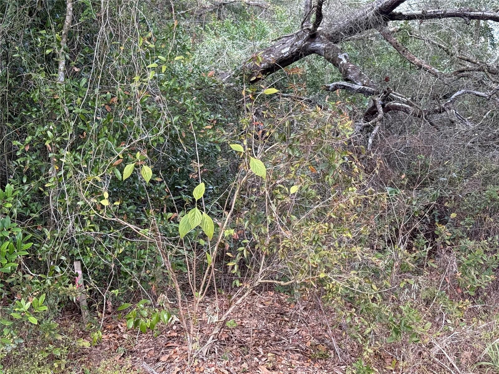 Image 4 of 6 For 0 Hilda Rd  