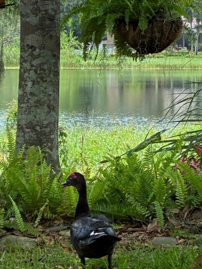 Image 37 of 46 For 4850 Walnut Ridge Road