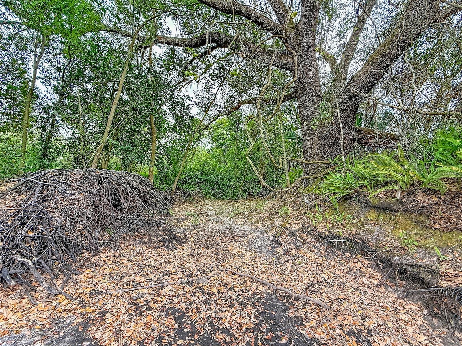 Image 15 of 32 For 18469 Purple Creek Lane