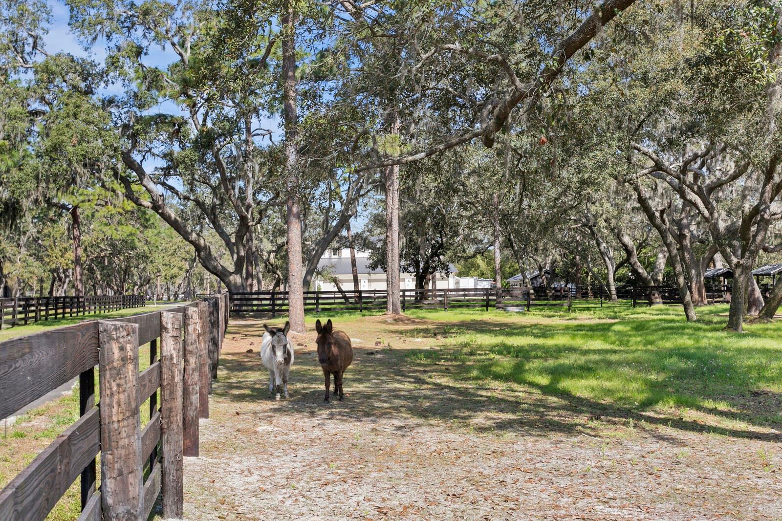 Listing photo id 17 for 10101 Tarpon Springs Road