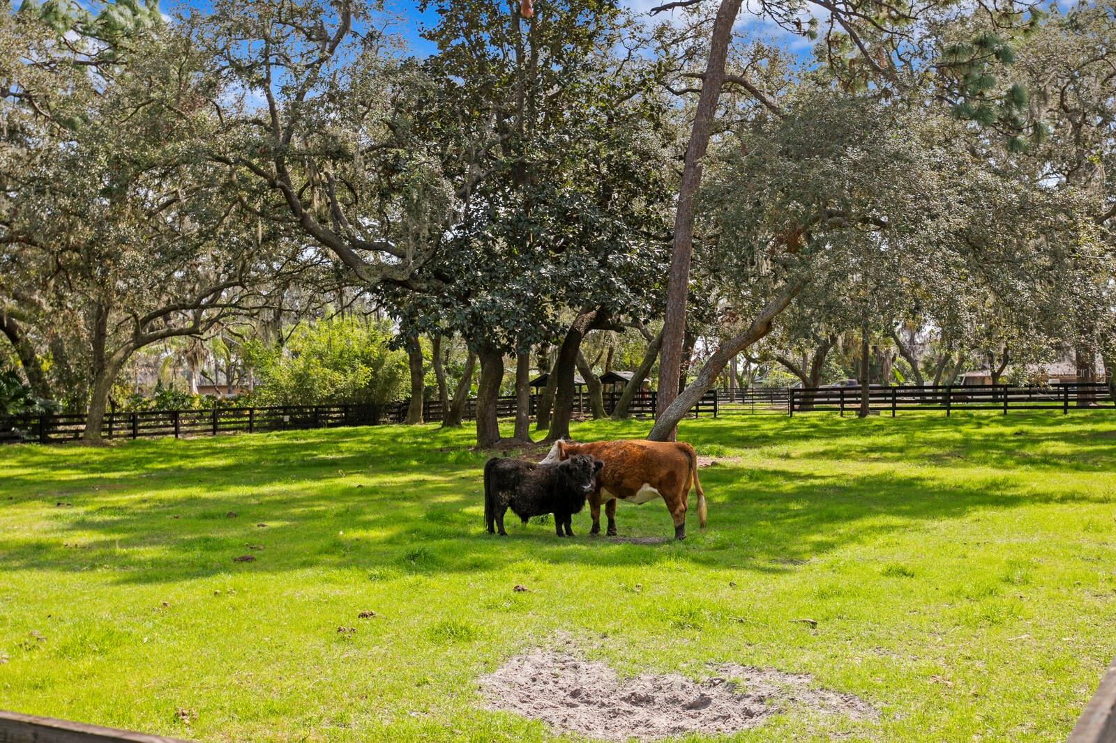 Listing photo id 25 for 10101 Tarpon Springs Road