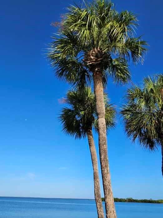 Image 38 of 40 For 4851 Gandy Boulevard B3l14