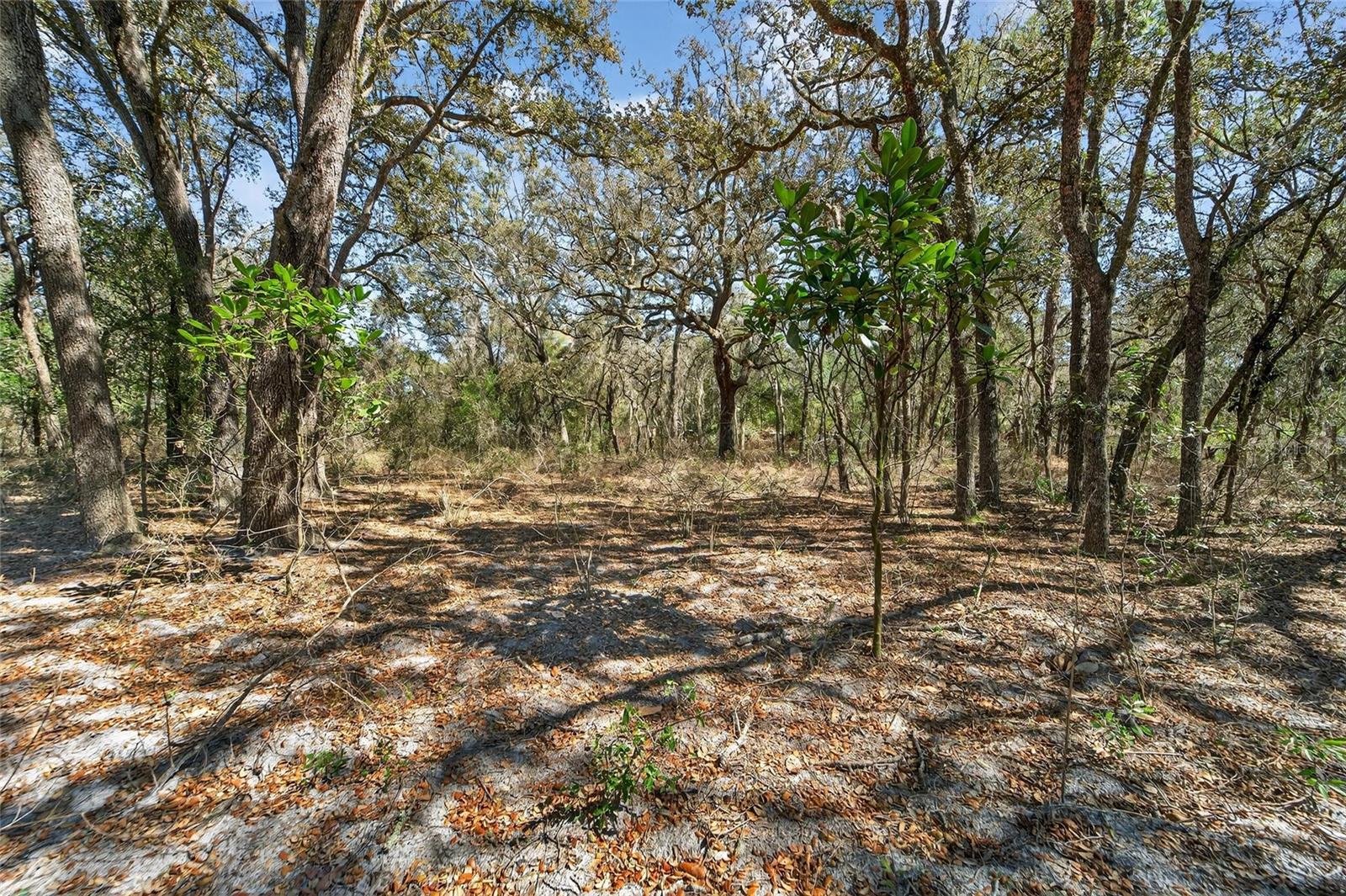 Image 50 of 81 For 35238 Manuel Street