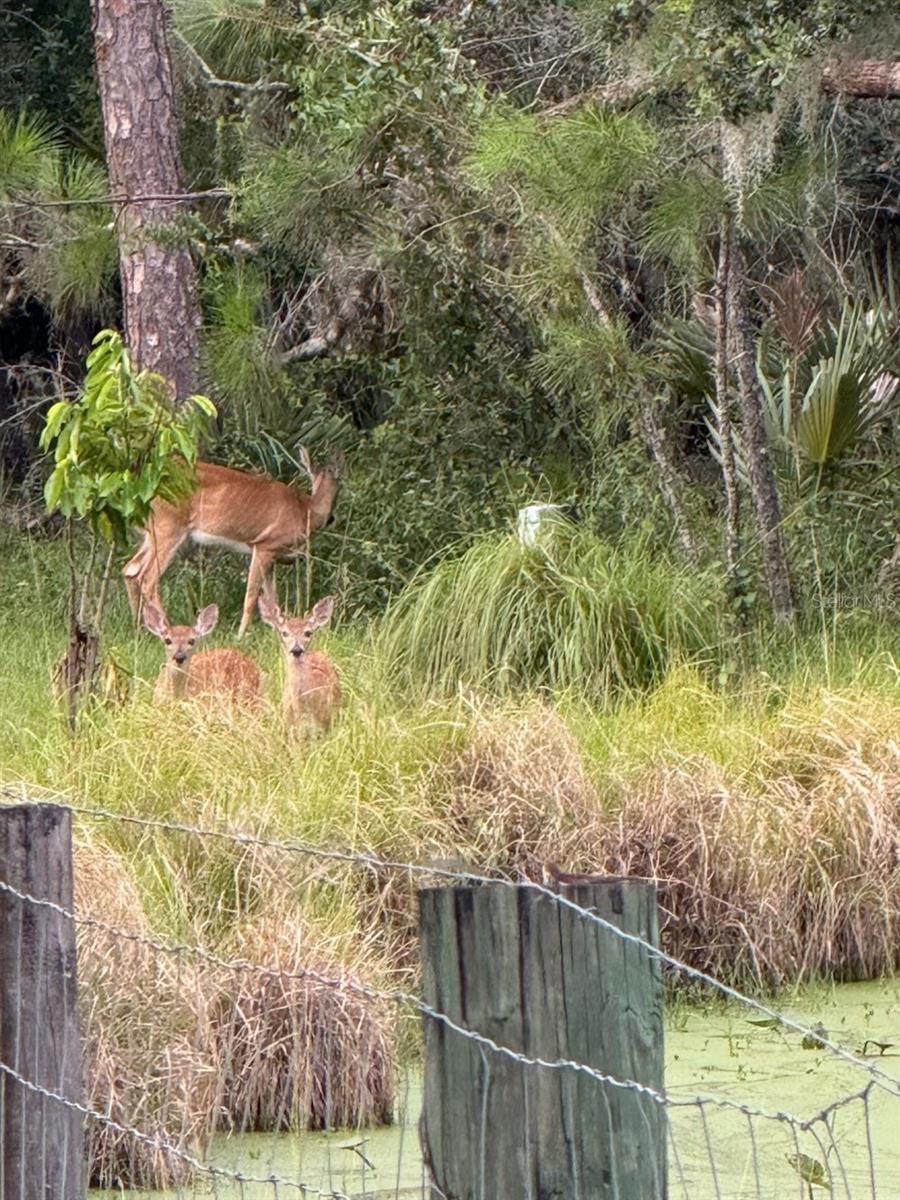 Image 12 of 15 For 1040 Cracker Hammock
