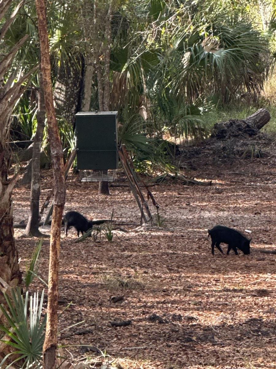 Image 3 of 15 For 1040 Cracker Hammock
