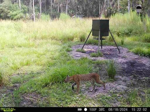 Image 4 of 15 For 1040 Cracker Hammock