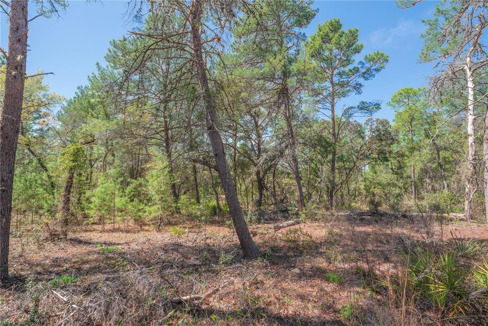 Image 7 of 13 For 6 Heuchera Court E