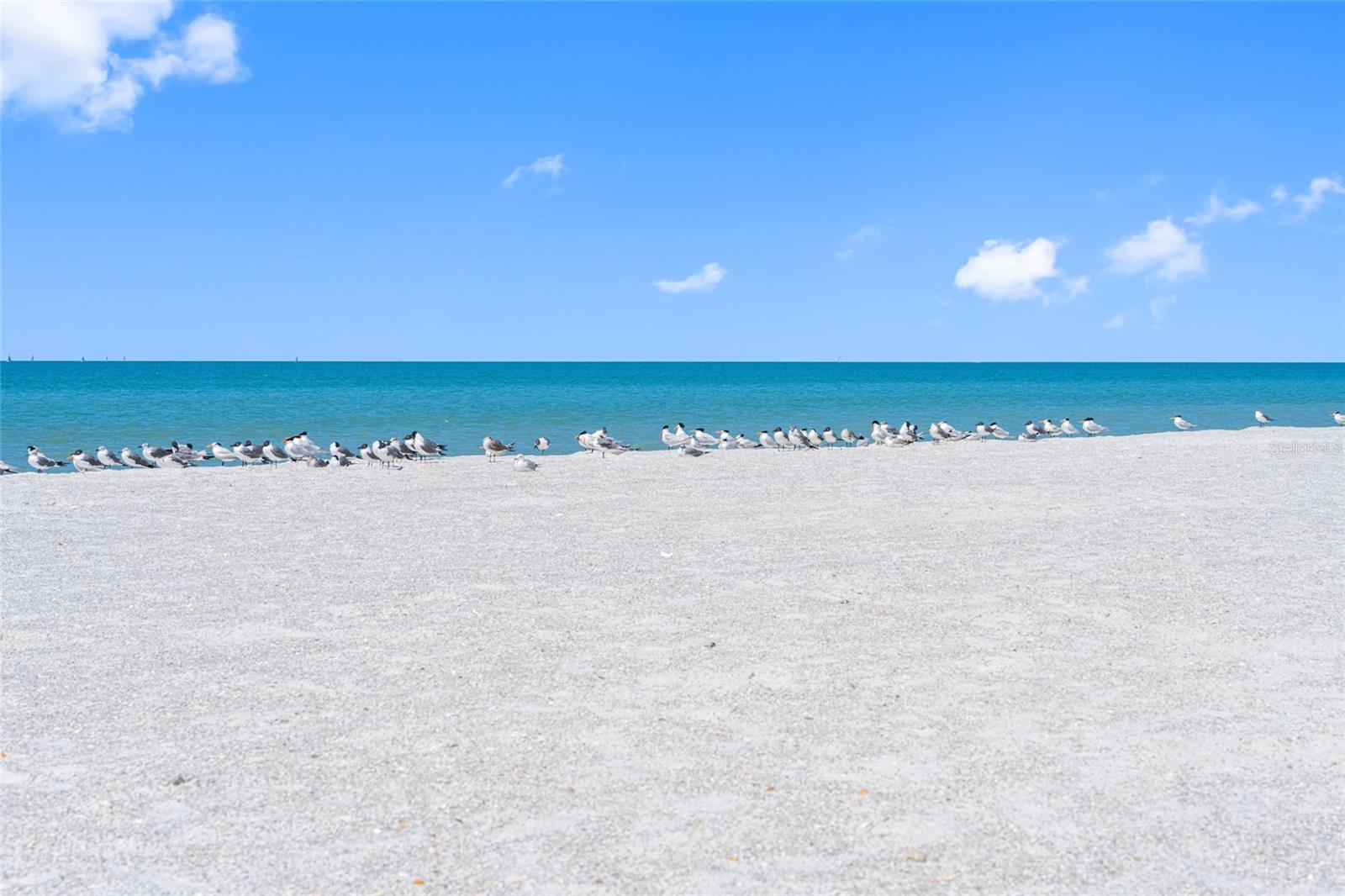 Image 14 of 73 For 3100 Gulf Boulevard 431