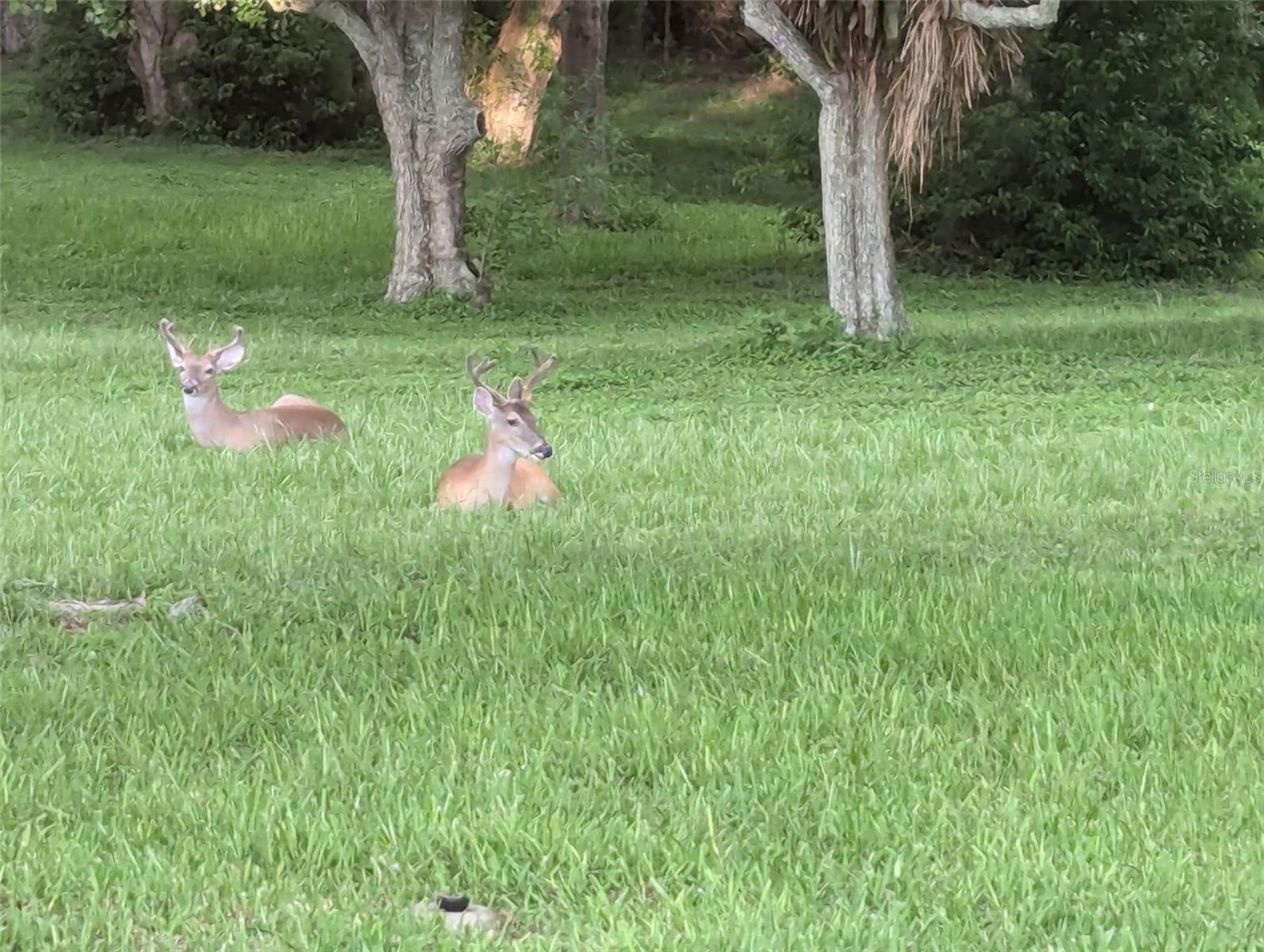 Image 35 of 58 For 1223 Timberbrooke Drive