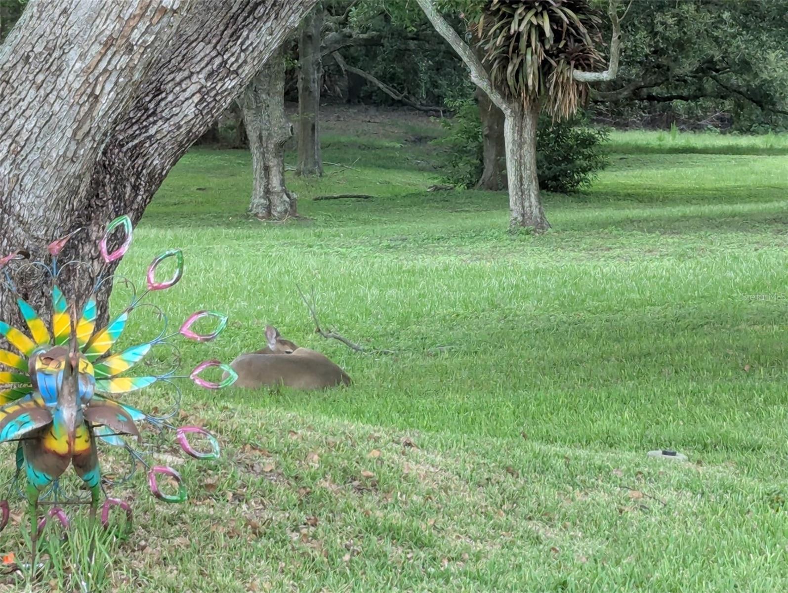 Image 36 of 58 For 1223 Timberbrooke Drive