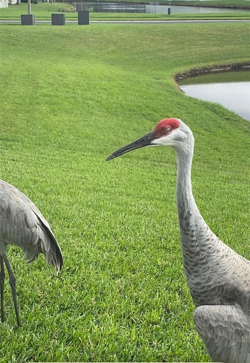 Image 67 of 71 For 25500 Geddy Drive