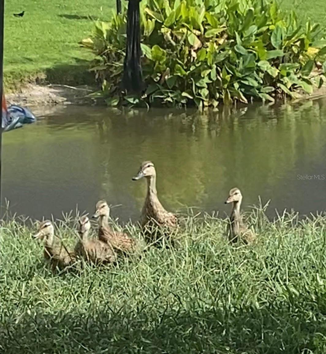 Image 68 of 71 For 25500 Geddy Drive