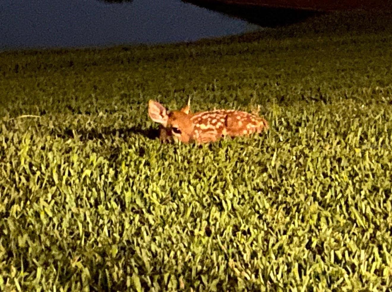 Image 69 of 71 For 25500 Geddy Drive