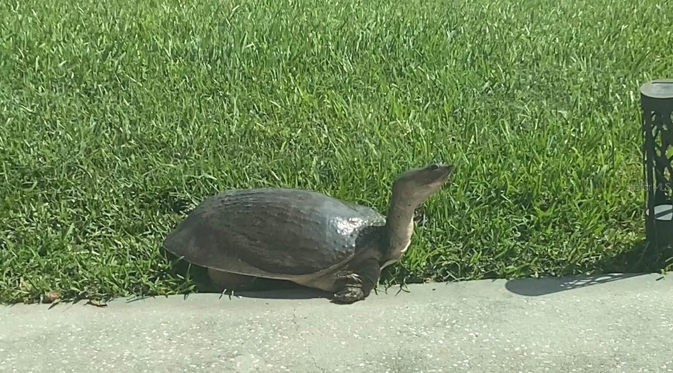 Image 70 of 71 For 25500 Geddy Drive