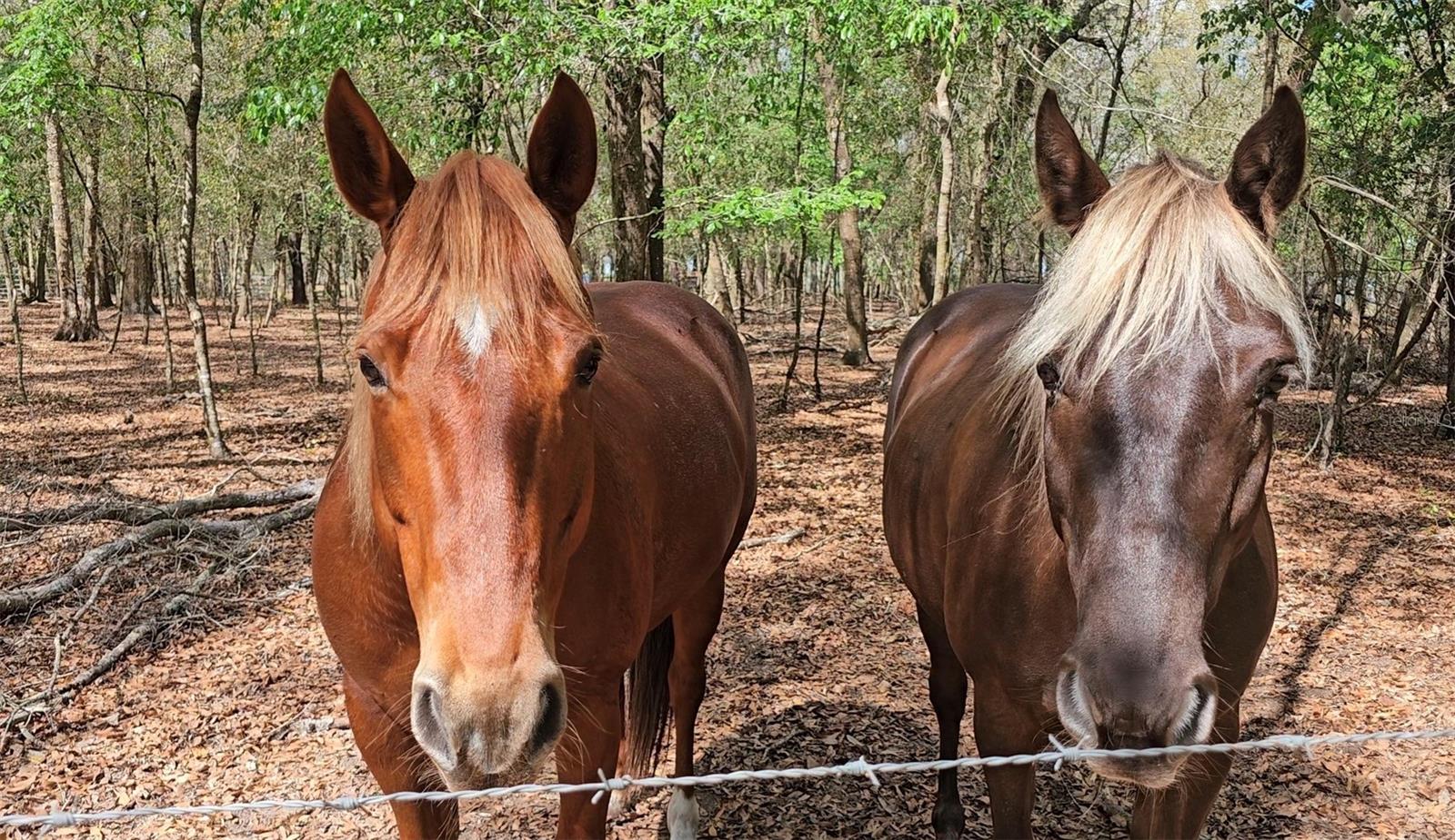 Listing photo id 71 for 37416 Hackney Place