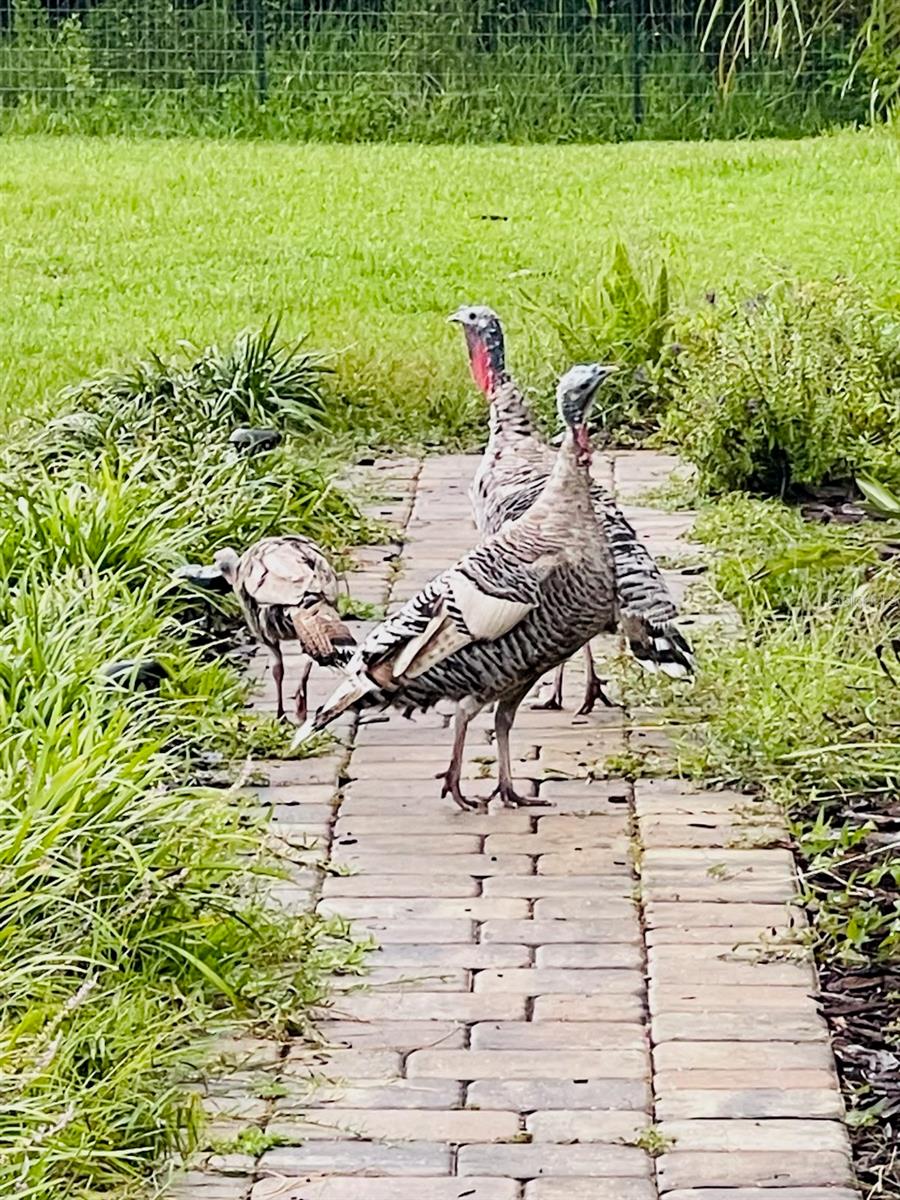 Image 11 of 19 For 3551 Red Barn Lane