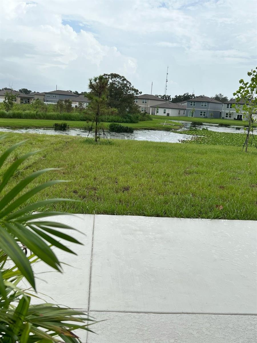 Image 19 of 30 For 35542 Buttonweed