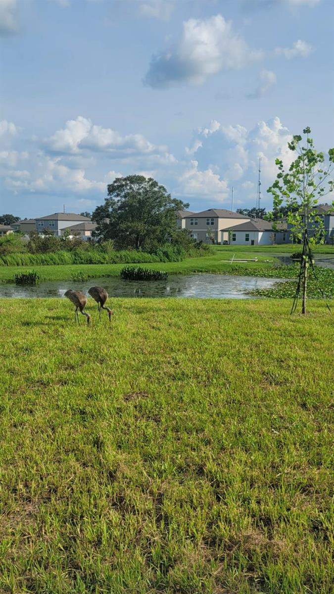 Image 20 of 30 For 35542 Buttonweed