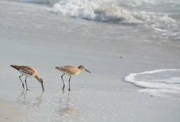 Image 47 of 53 For 19530 Gulf Boulevard 2b