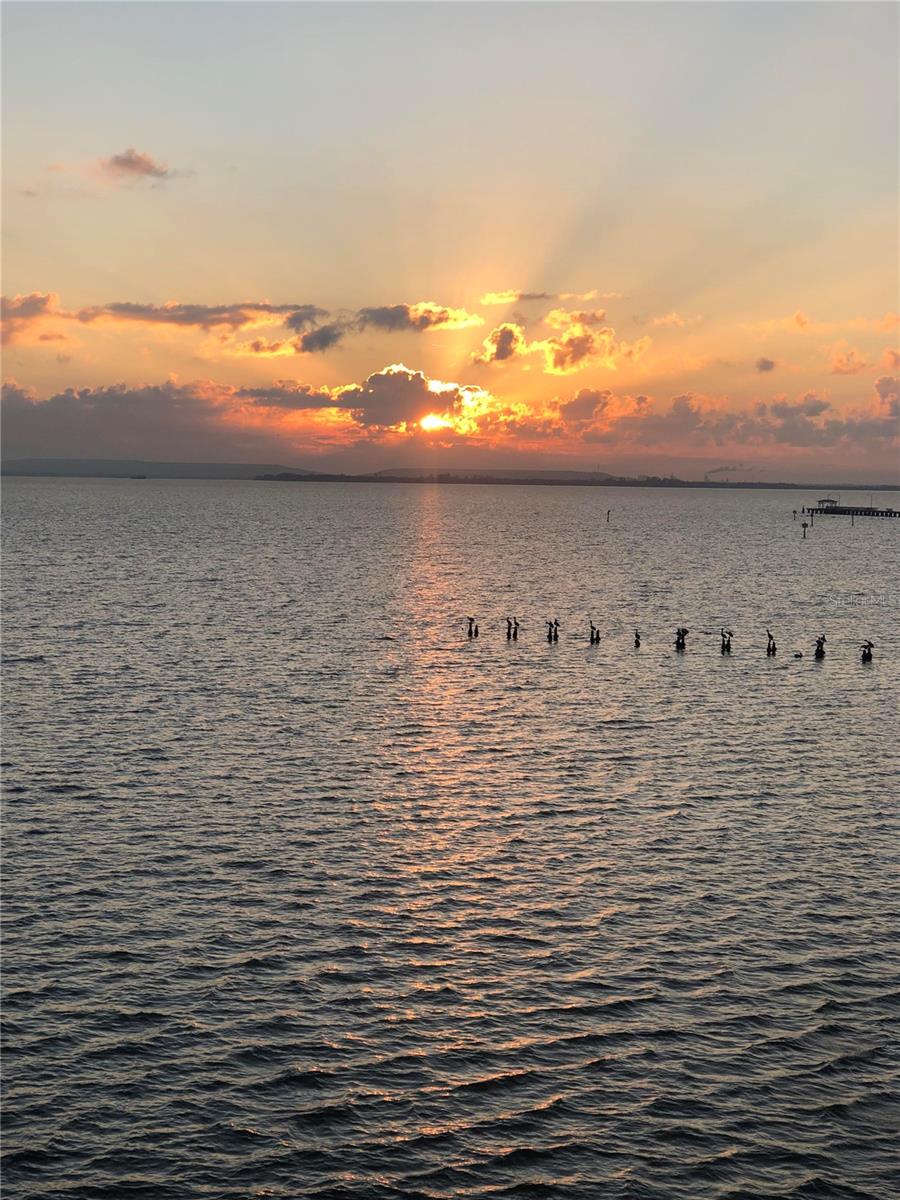 Image 99 of 99 For 4950 Bayshore Boulevard 22