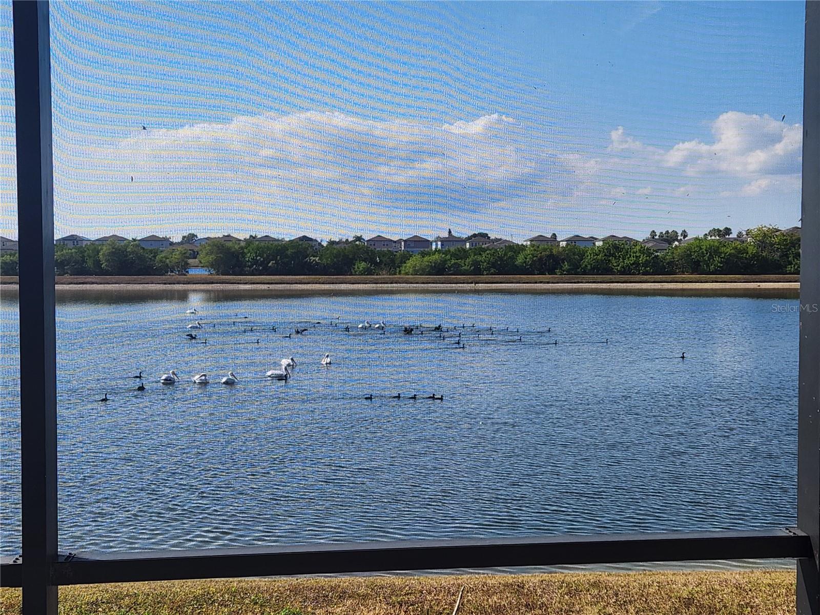 Image 14 of 20 For 872 Olive Conch Street