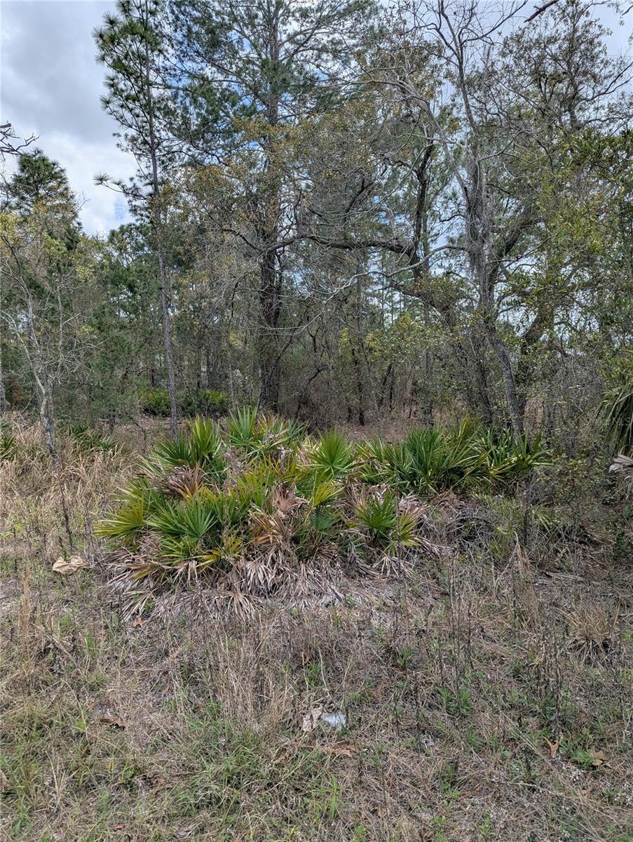 Image 4 of 7 For 0 Mazette Road