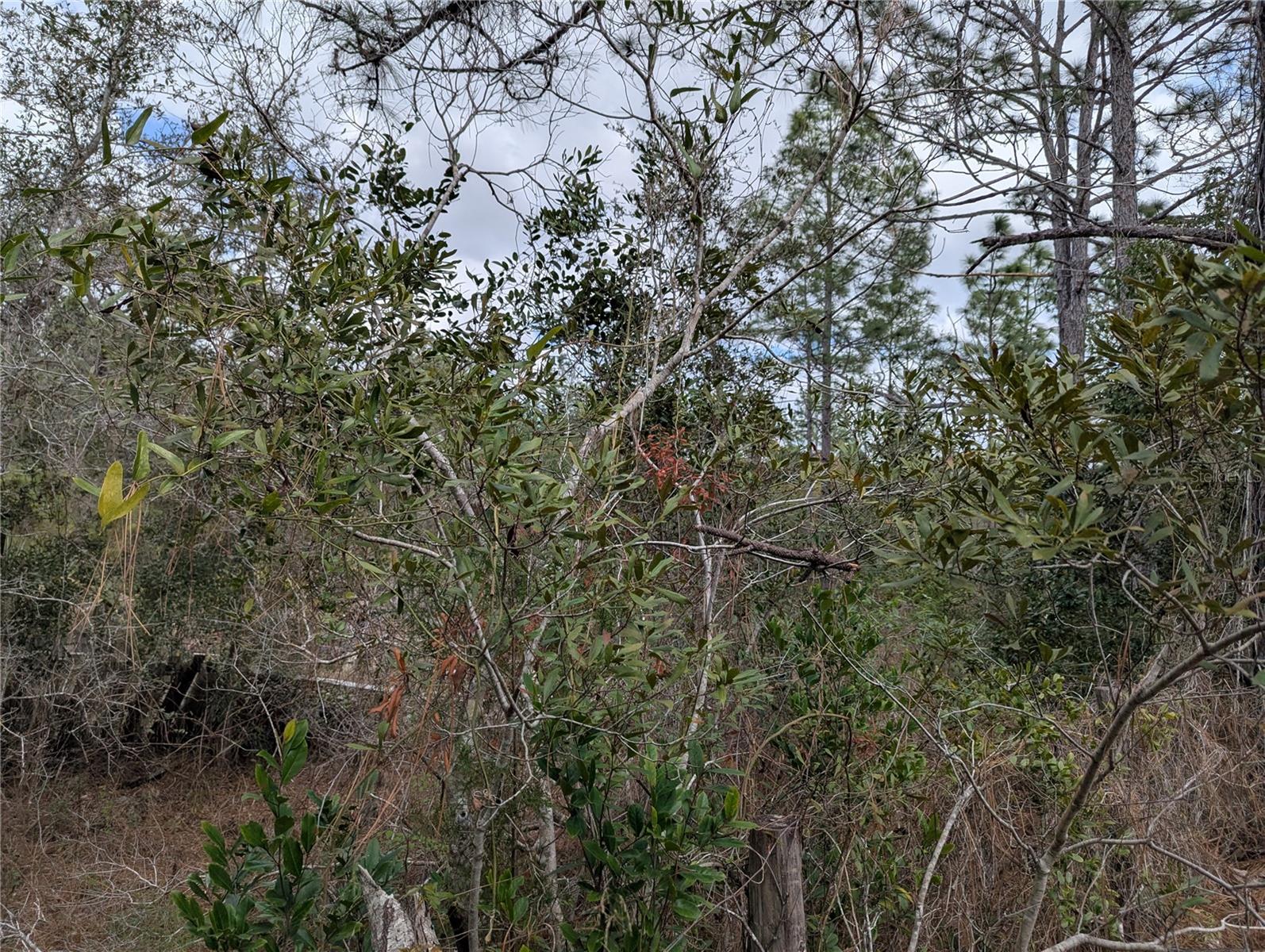 Image 11 of 12 For 0 Gannet Avenue