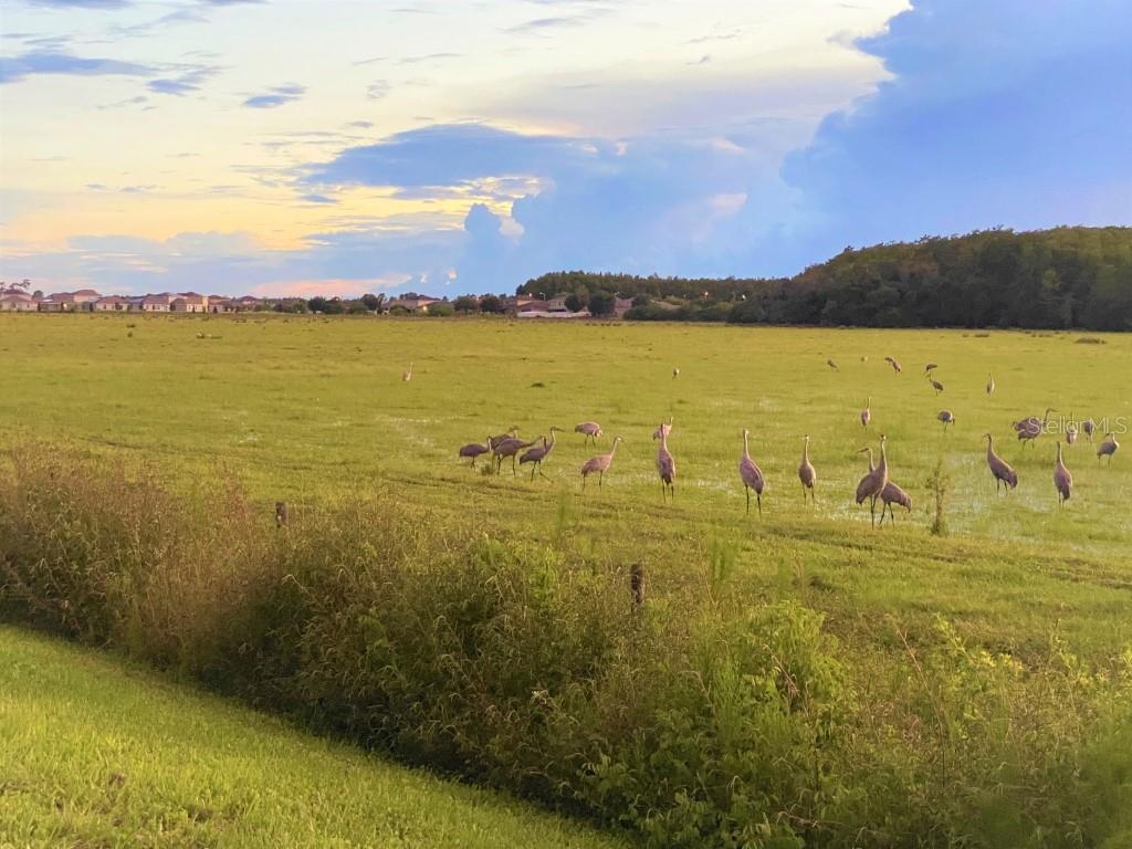 Image 5 of 34 For 5010 Four Strand Court