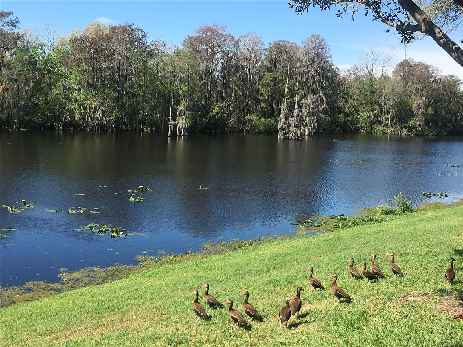 Image 15 of 17 For 7433 Terrace River Drive