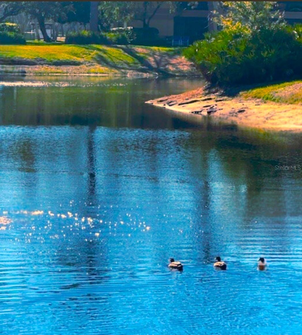 Image 2 of 15 For 2661 Sabal Springs Circle 204