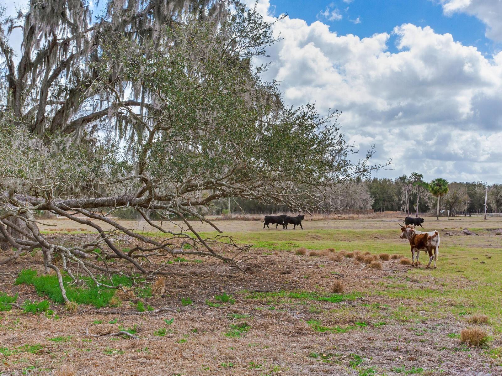 Image 10 of 13 For 0 Cr 39  