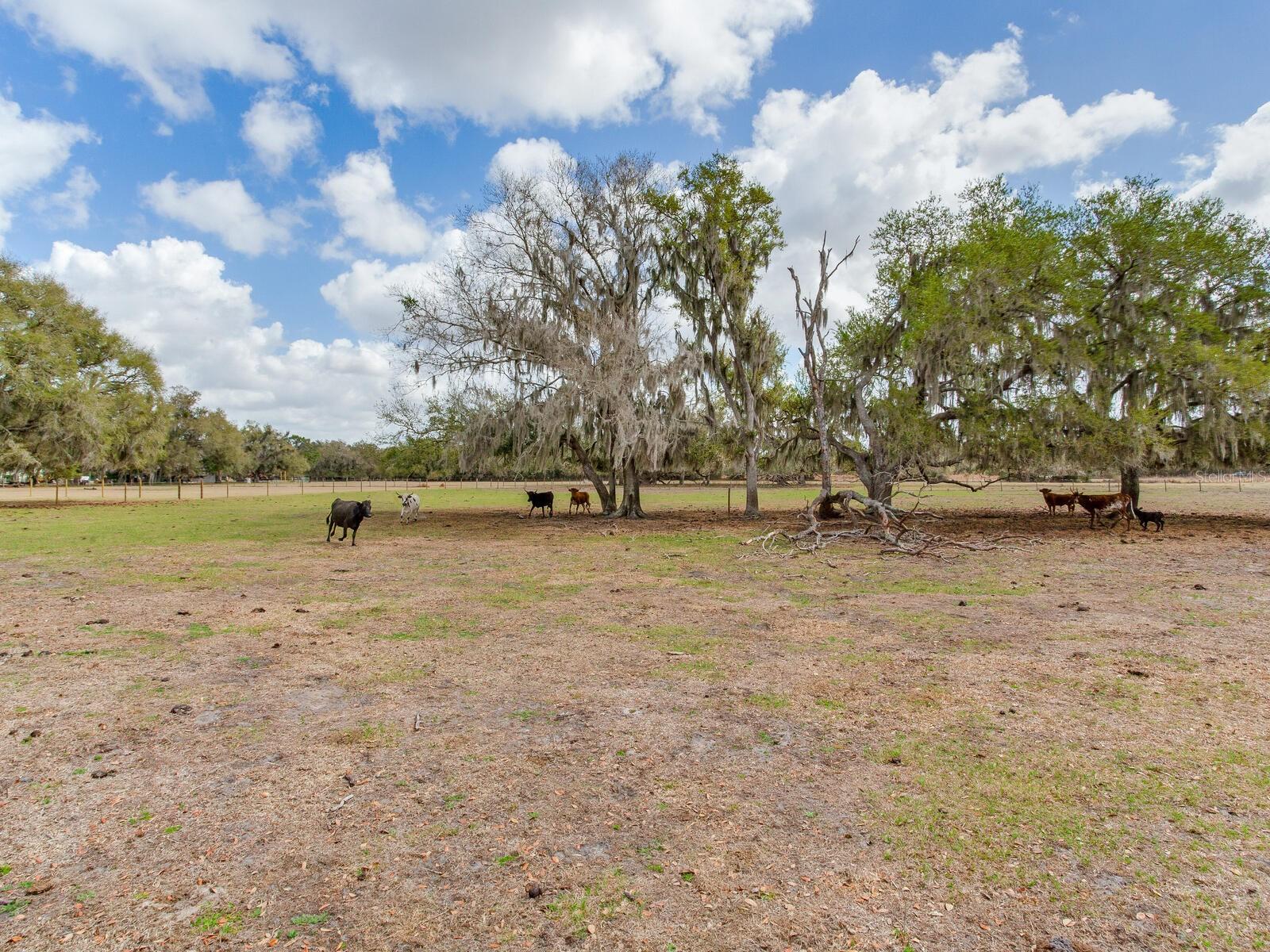 Image 13 of 13 For 0 Cr 39  