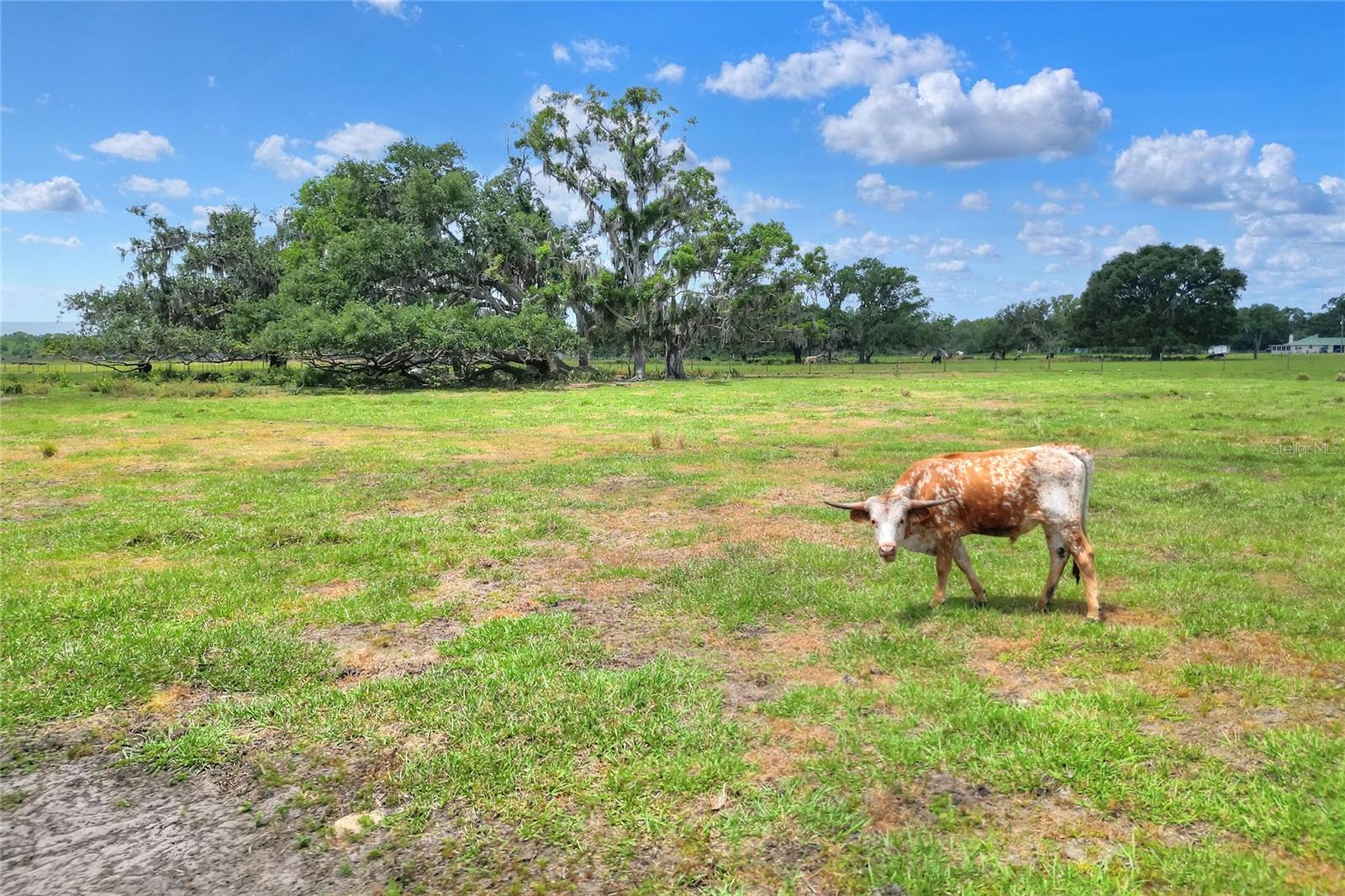 Image 4 of 13 For 0 Cr 39  