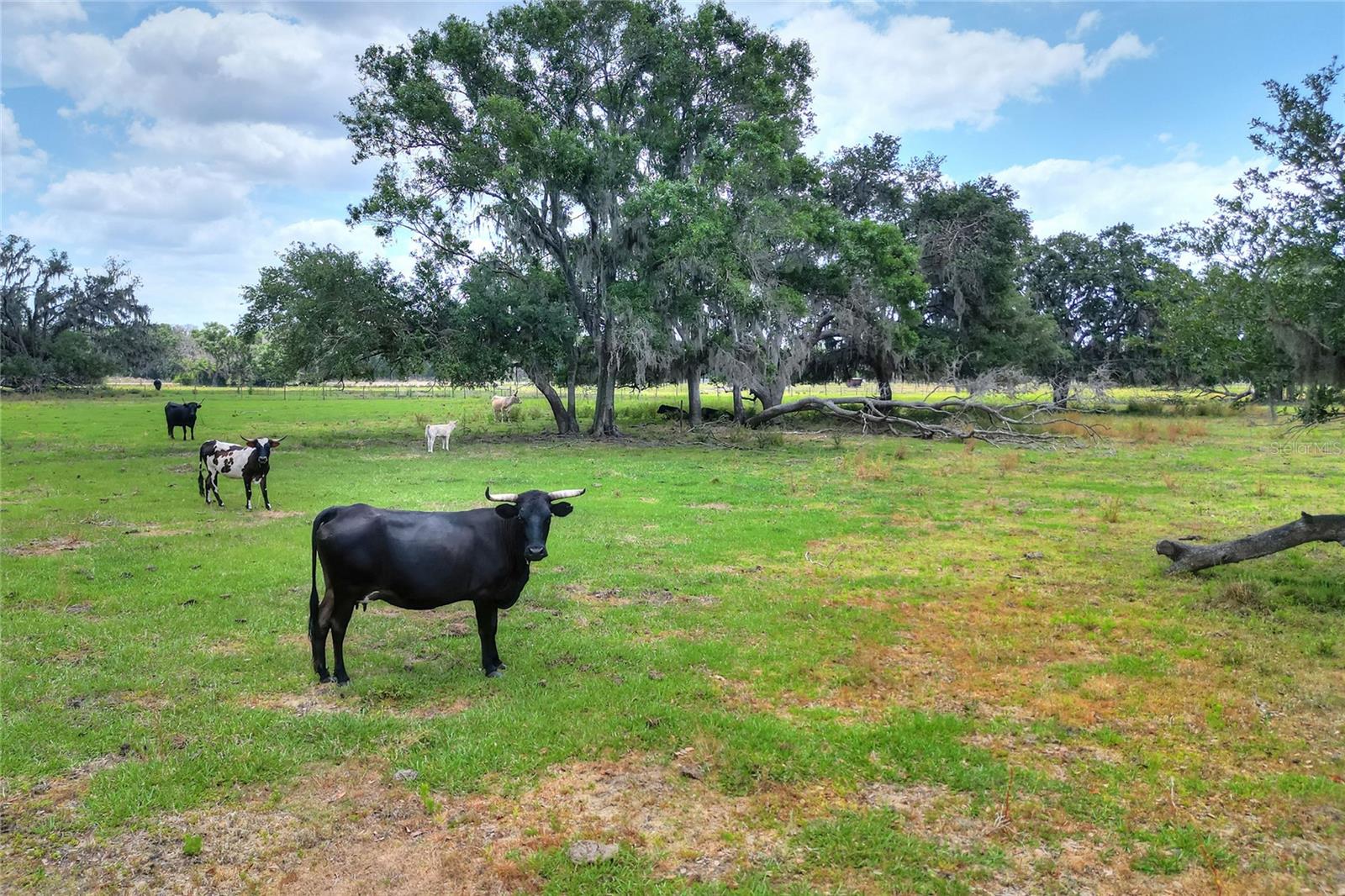 Image 5 of 13 For 0 Cr 39  